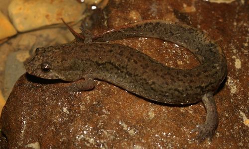 Black mountain salamander httpsstaticinaturalistorgphotos3005731medi