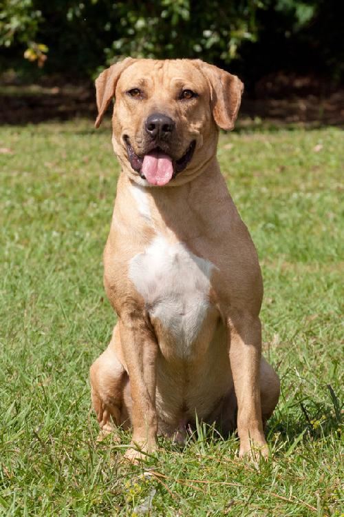 Black Mouth Cur Black Mouth Cur Info Temperament Training Puppies Facts Pictures