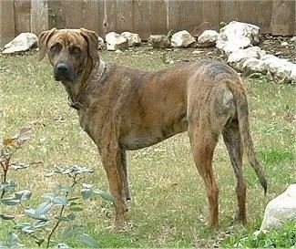 Black Mouth Cur Black Mouth Cur Dog Breed Information and Pictures