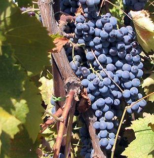 Black Muscat Spinetta Family Vineyards Black Muscat Wine Grapes for Sale in