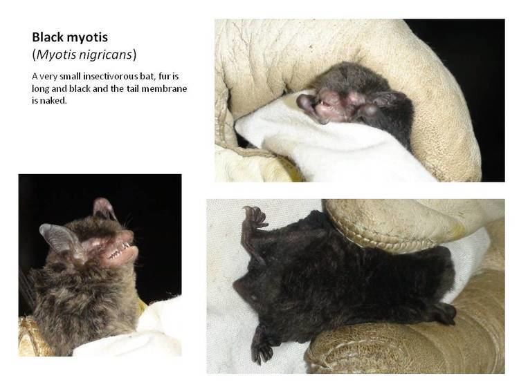 Black myotis Vespertilionidae Plain nosed bats Conserving the bats of Trinidad
