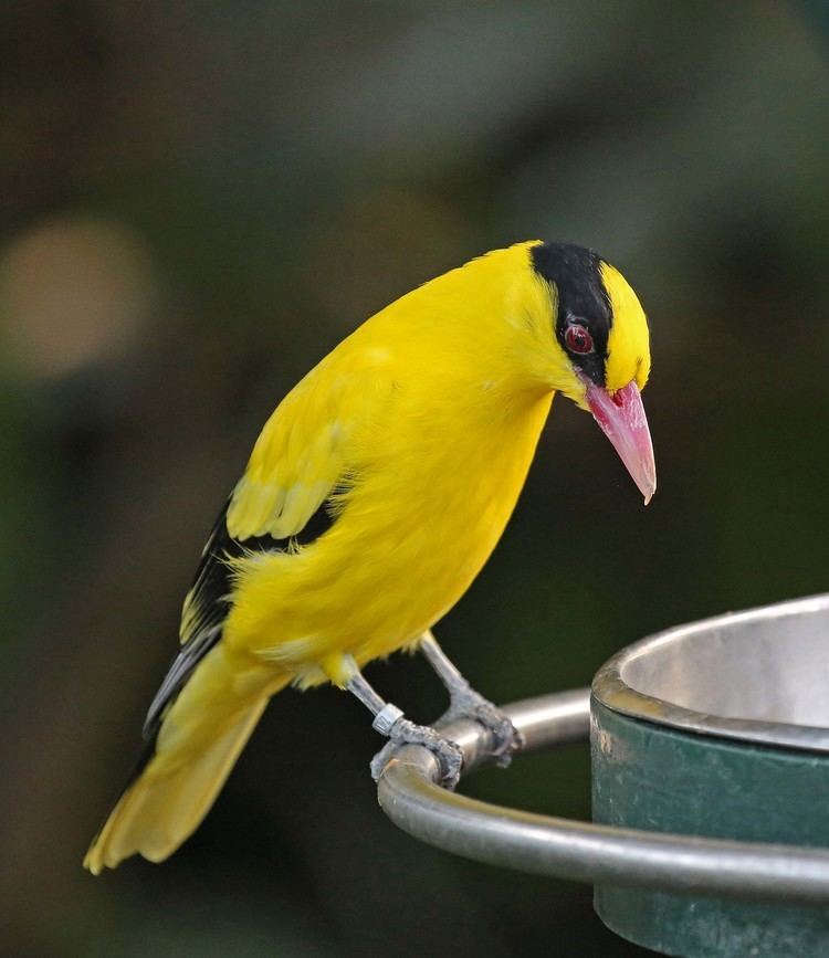 Black-naped oriole Pictures and information on Blacknaped Oriole