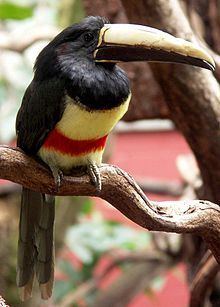 Black-necked aracari httpsuploadwikimediaorgwikipediacommonsthu