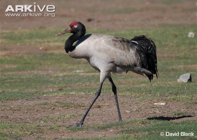 Black-necked crane Blacknecked crane videos photos and facts Grus nigricollis ARKive