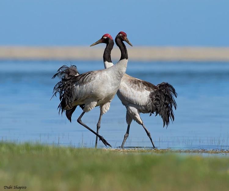 Black-necked crane httpssmediacacheak0pinimgcomoriginals0a