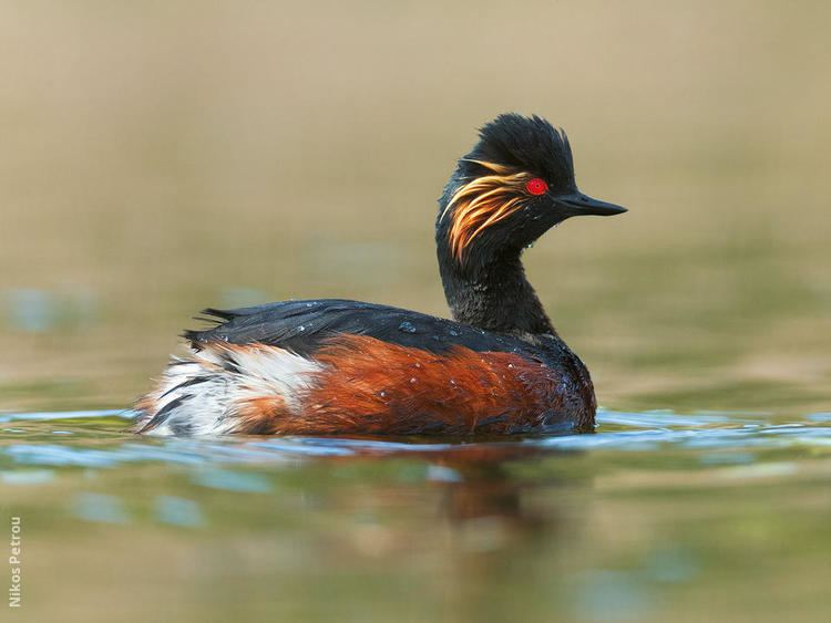 Black-necked grebe wwwkuwaitbirdsorgsitesdefaultfilesstyleslar