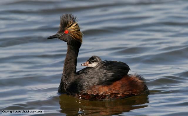 Black-necked grebe BBC Nature Blacknecked grebe videos news and facts