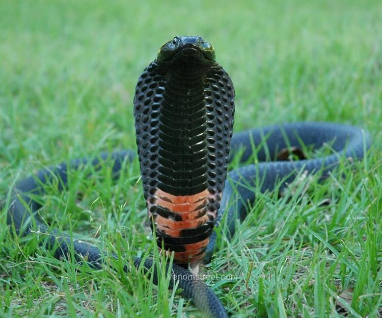 Black-necked spitting cobra wwwvenomstreetcomimagesPast20SnakesAfricanV