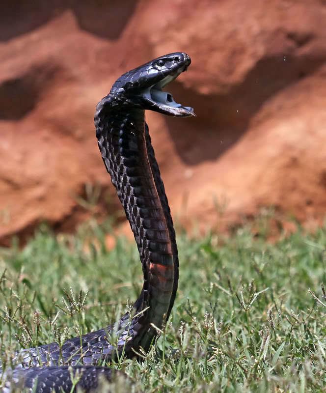Black-necked spitting cobra The BlackNecked Spitting Cobra ferrebeekeeper
