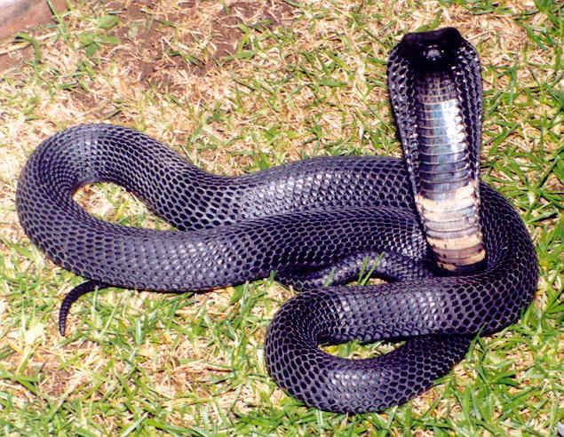 Black-necked spitting cobra BlackNecked Spitting Cobra Facts and Pictures Reptile Fact