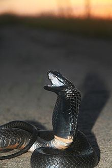 Black-necked spitting cobra Blacknecked spitting cobra Wikipedia