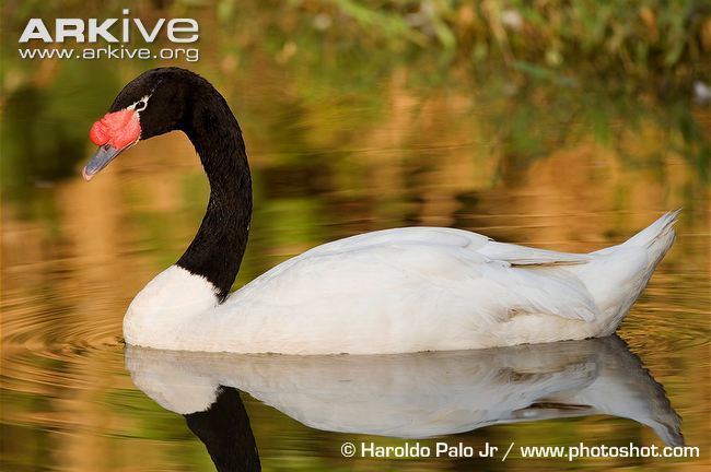 Black-necked swan Blacknecked swan videos photos and facts Cygnus melancoryphus