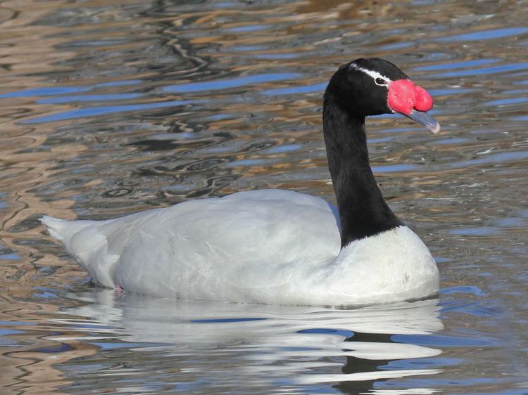 Black-necked swan FileBlacknecked Swan RWDjpg Wikimedia Commons