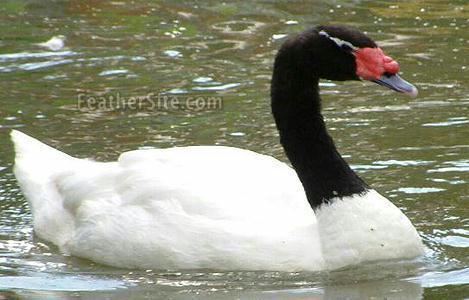 Black-necked swan Blacknecked Swan