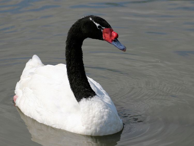 Black-necked swan BLACKNECKED SWAN WWT SLIMBRIDGE