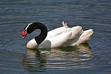 Black-necked swan httpsuploadwikimediaorgwikipediacommonsthu