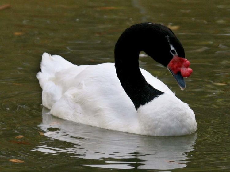 dynasti Land Bermad Black necked swan - Alchetron, The Free Social Encyclopedia
