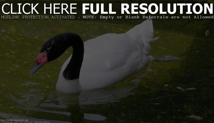 Black-necked swan Black Necked Swan Bird Breeds Central
