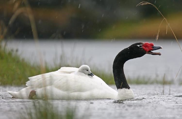 Black-necked swan Black Necked