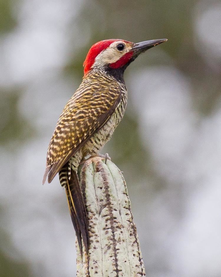 Black-necked woodpecker BirdsEye Photography Review Photos