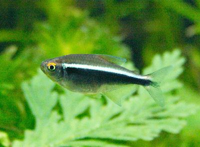Black neon tetra Black Neon Tetra Hyphessobrycon herbertaxelrodi Characin Fish Guide
