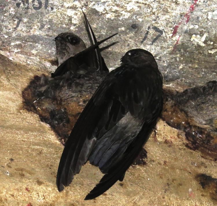 Black-nest swiftlet Blacknest Swiftlet Aerodramus maximus 200 pairs intermixed with