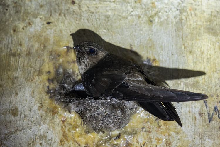 Black-nest swiftlet Blacknest Swiftlet Singapore Birds Project