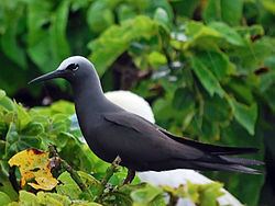 Black noddy httpsuploadwikimediaorgwikipediacommonsthu