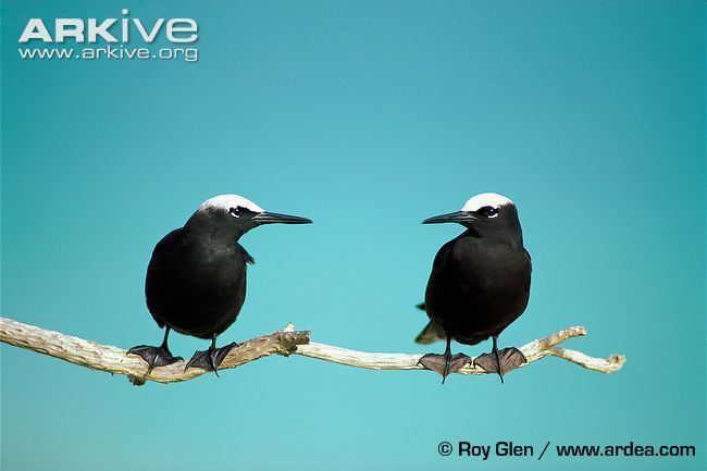 Black noddy Black noddy videos photos and facts Anous minutus ARKive