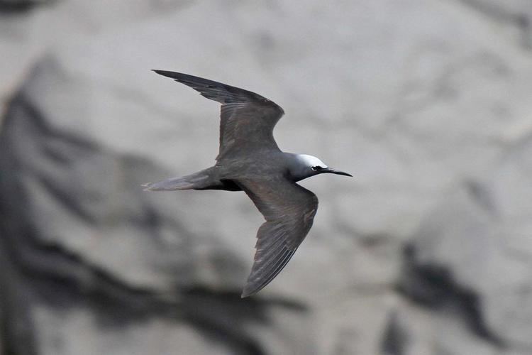 Black noddy Black noddy New Zealand Birds Online