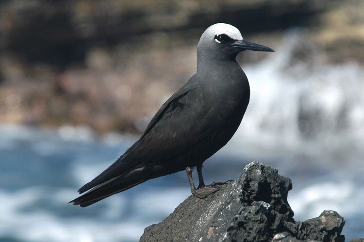 Black noddy Untitled Document