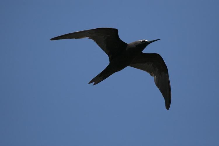 Black noddy Black noddy New Zealand Birds Online