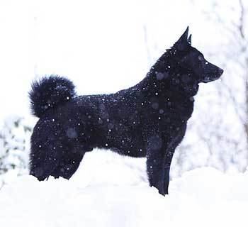 Black Norwegian Elkhound Black Norwegian Elkhound Dog Breed Info Characteristics