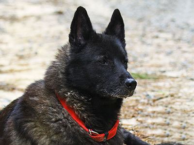Black Norwegian Elkhound Black Norwegian Elkhound breed infoPicturesCharacteristics