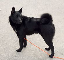Black Norwegian Elkhound httpsuploadwikimediaorgwikipediacommonsthu