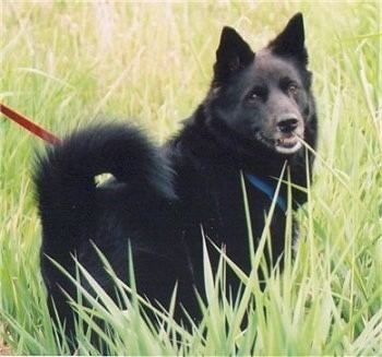Black Norwegian Elkhound Black Norwegian Elkhound Dog Breed Information and Pictures