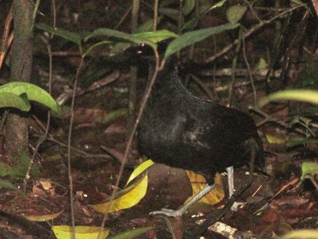 Black partridge orientalbirdimagesorgimagesdatablackpartridge