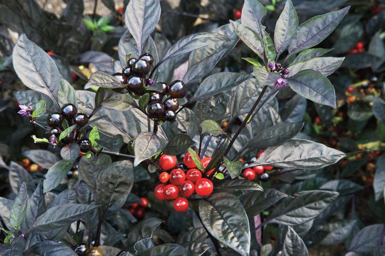 Black Pearl pepper Black Pearl39 Ornamental Pepper The Eight Best Plants to Grow