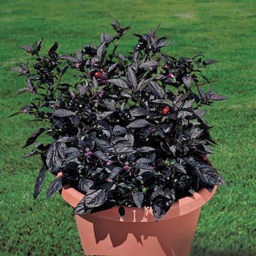 Black Pearl pepper Ornamental Peppers Black Pearl Ymker Greenhouse and Landscaping