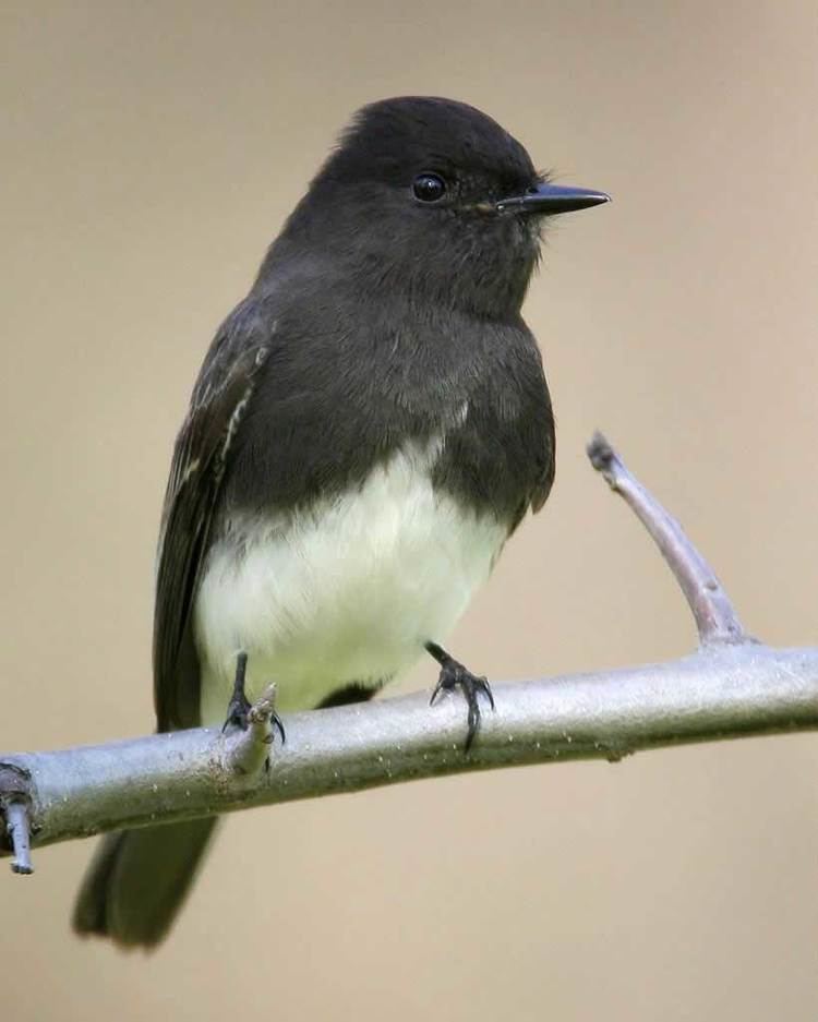 Black Phoebe Identification, All About Birds, Cornell Lab of