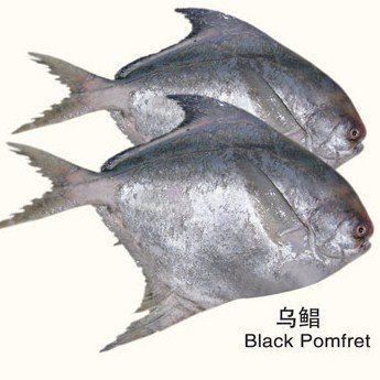 Black pomfret black pomfret productsChina black pomfret supplier