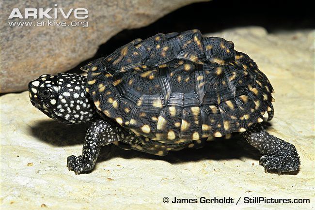Black pond turtle Black pond turtle videos photos and facts Geoclemys hamiltonii