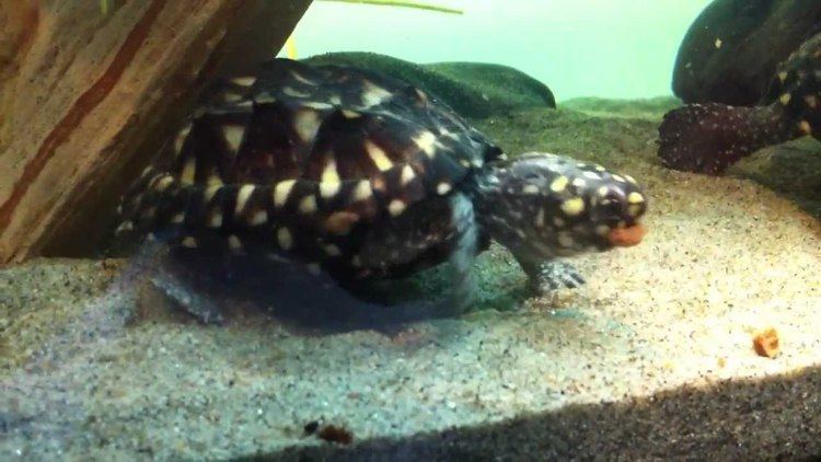 Black pond turtle Geoclemys Hemiltonii Black Pond Turtle Feeding Sinkng Carnivore