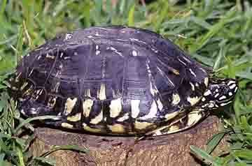 Black pond turtle wwwiucntftsgorgwpcontentuploadsimagePhotos