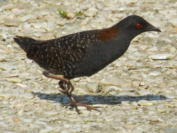 Black rail Wildlife Field Guide for New Jersey39s Endangered and Threatened