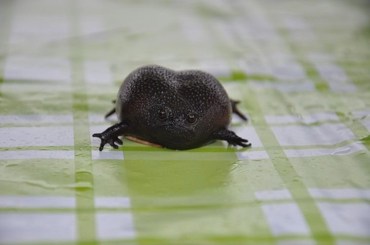 Black rain frog Meet The World39s Grumpiest Frog