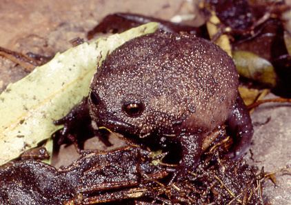Black rain frog Meet The World39s Grumpiest Frog