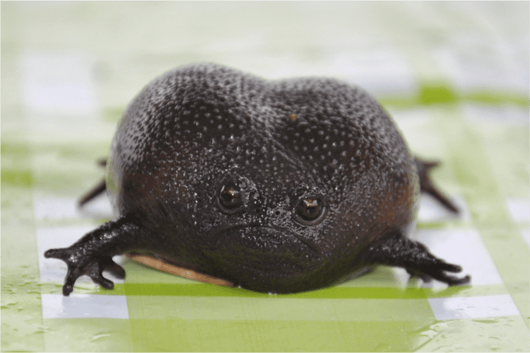Black rain frog Palace Zoo welcomes Black Rain Frog perry street palace