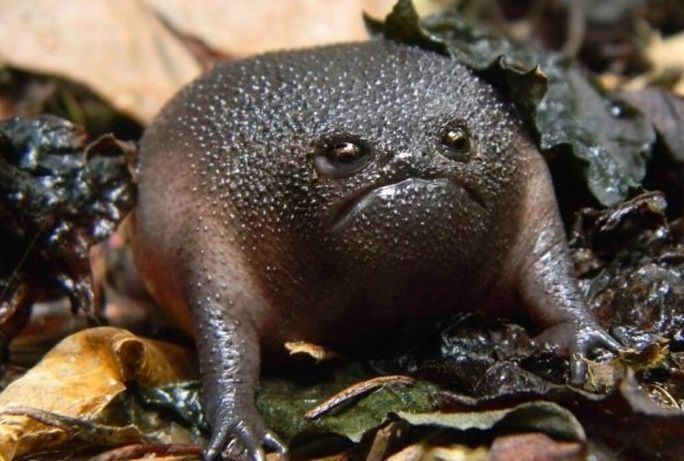 Black rain frog 1000 images about Black rain frogs on Pinterest Tropical