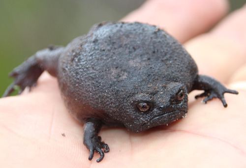 Black rain frog 1000 images about Black rain frogs on Pinterest Tropical